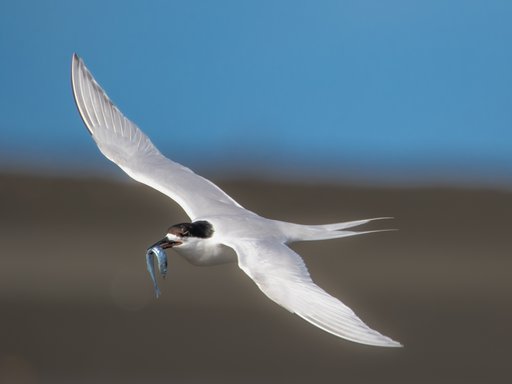 0G8A3892 - Phil Disberry (1).jpg