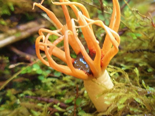 Fungi Stinkhorn