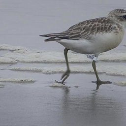 JAM, one of three chicks banded this year.
