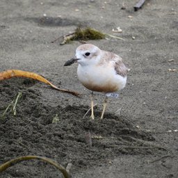 HBA, one of the dads banded this year.
