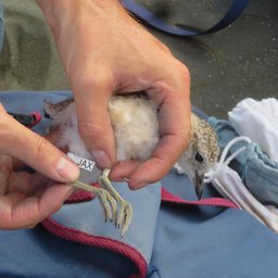 JAX, one of several chicks banded on Karekare by Adrian Riegen
