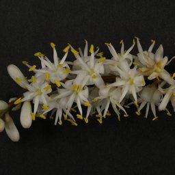 Cabbage tree flower