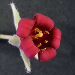 Karo flower