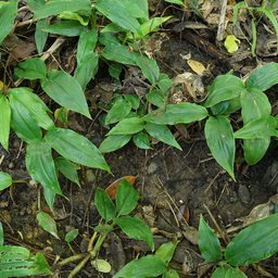 Pest Plant Kahili Ginger Hedychium gardnerianum