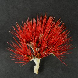 Pohutukawa flower