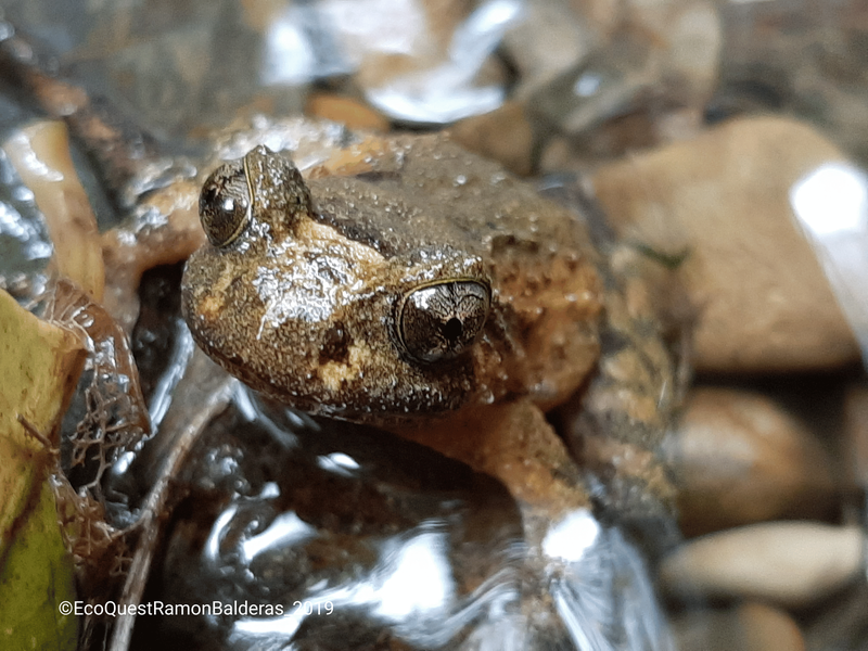 ©EcoQuestRamonBalderas_2019 (2).png