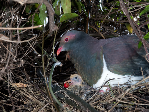 Nga manu kereru with chick.png