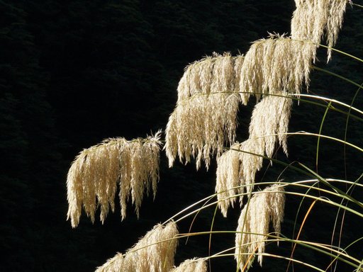 Waipakahi Cortaderia fulvida DSC01384 (2).JPG