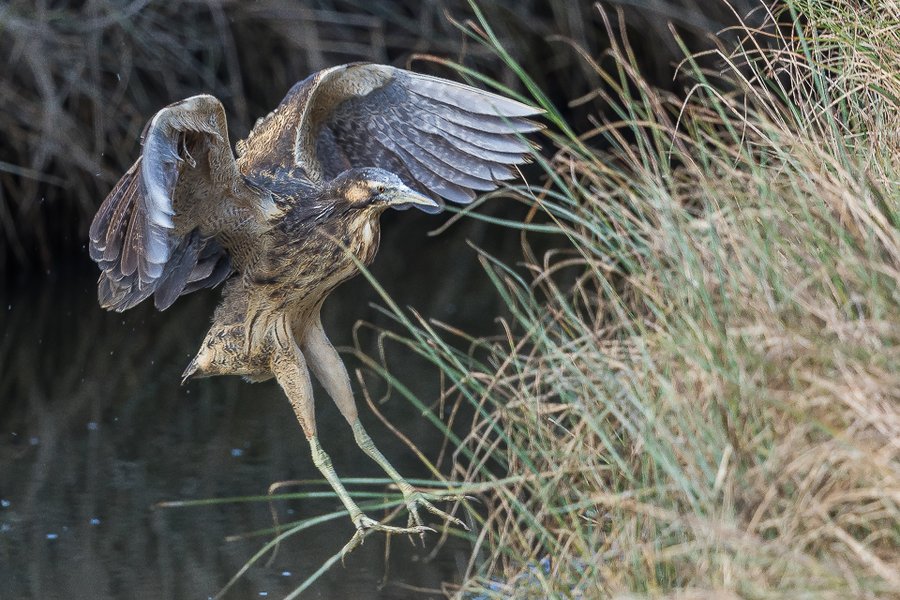australasian bittern-68 (1).jpg