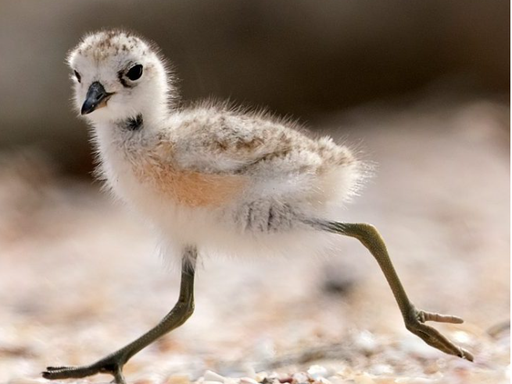 dotterel.PNG