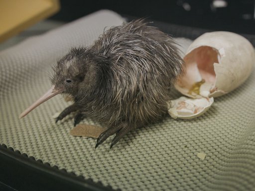 four_col_high_FFTW_EP04_hatching_Kiwi_chick_Credit_Peter_Young-83.jpg
