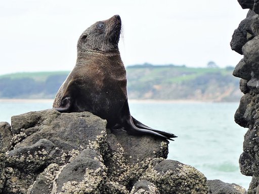 fur-seal.jpg