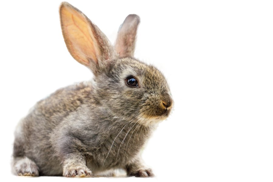 furry-cute-rabbit-isolated.jpg