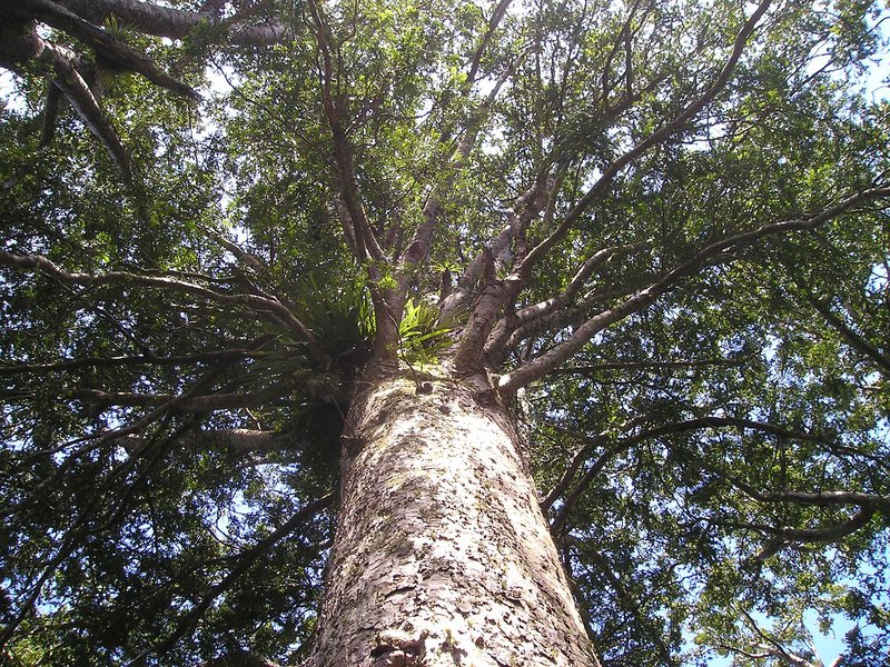 kauri-g2eb38c17f_1280.jpg