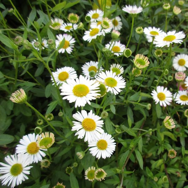 mexican daisy.jpg