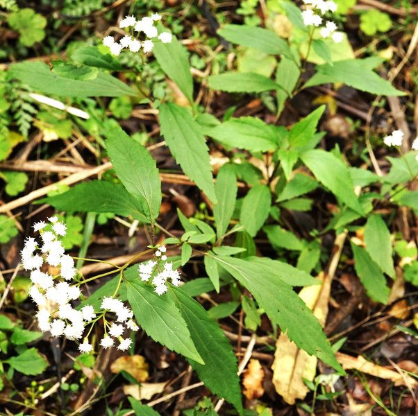 mist flower.jpg