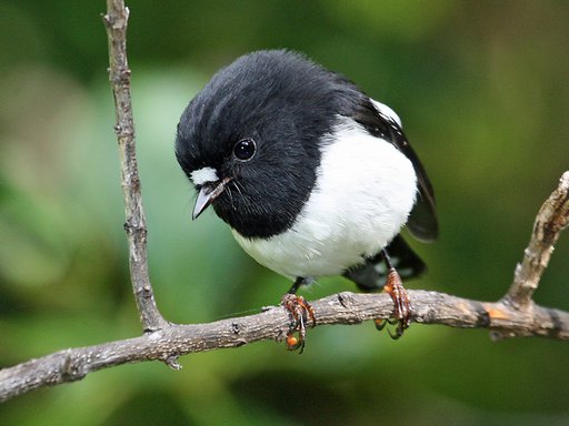 tomtit (2) (1).jpg